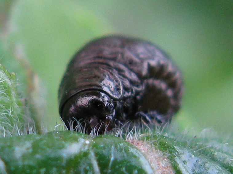 larva di Chrysomelidae: Timarcha